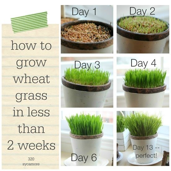 how to grow wheat grass in less than 2 weeks[8].jpg